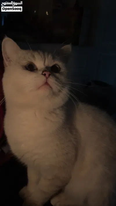 للبيع ذكر British Shorthair طالب تزاوج 2