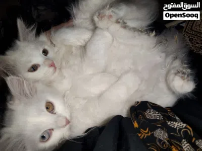 Pure Persian cat for sale 4