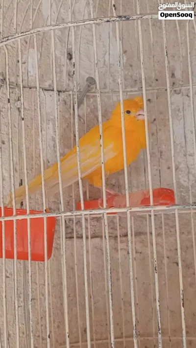 فحل كناري جزري مقنبر صلاة النبي........ ..........بسم الله الرحمن الرحيم............................ 2