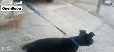 بيتبول بلاك نوز 2