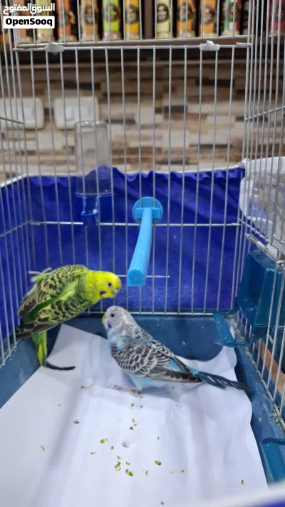 عصفور حب بادجي 4