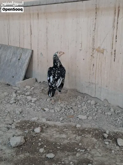 دجاج باكستاني 2