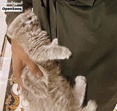 Pet/Cat Sitting At Home With Individual Care. Cageless 4