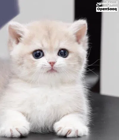 Pure British Golden Ny12 Kitten Fully vaccinated Registered in WCF 4