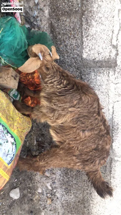 صخلة من الحلال الجواميد اللون البني 3