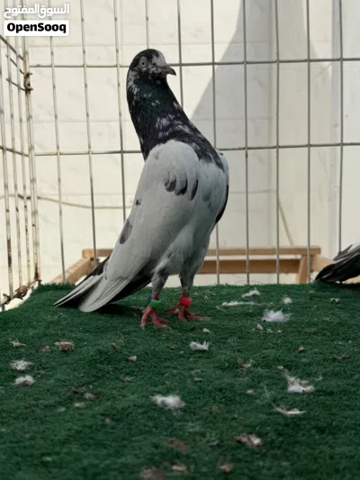 حمام باكستاني بيور ما شاء الله 4