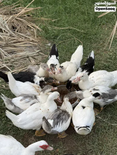 بط مصري للبيع 3