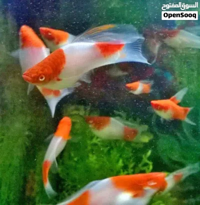 undefined 4