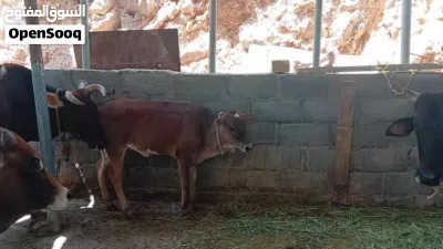 بقره عشر مع عجله بنت 6شهور شوف الوصف مهم جداً................... 2