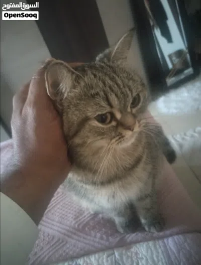 انثي برتش شورت هير العمر سنتين. مع كل اغراضها 4