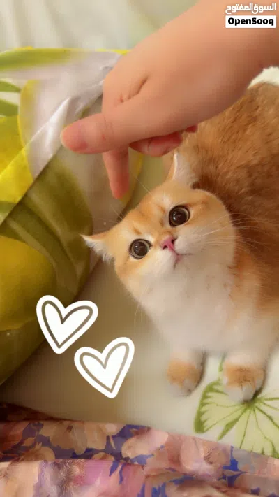 Adorable British shorthair male for mating قط ذكر بريتش شورت هير ny12 للتزاوج 2