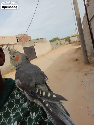 كوكتيل حبشي امروض للبيع 4