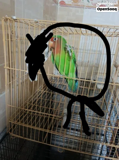 ببغاء دره عندي ذكر و روز 3