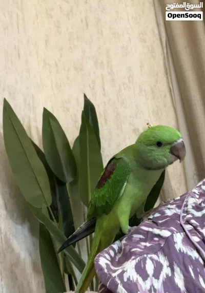 ببغاء نيبالي 4