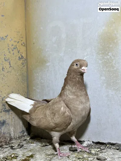 جواز حمام 2