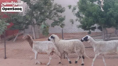 3نعاج وطنيات ربي يبارك عشار بادن الله سنهم زوز رباع ووحده جامعه ضروعهم سليمات مشالله.... 2