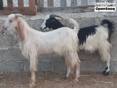 جداية مخصايات ماشاء الله 3