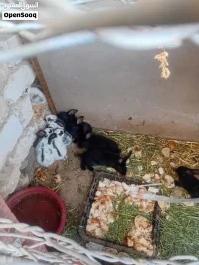 ارانب عربيات 2