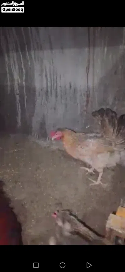 دجاج بلدي للبيع في الكرك 3