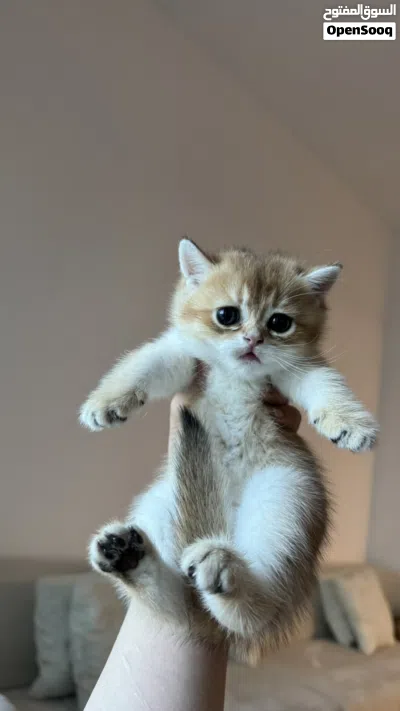 british shorthair, بريتش شورت هير 2