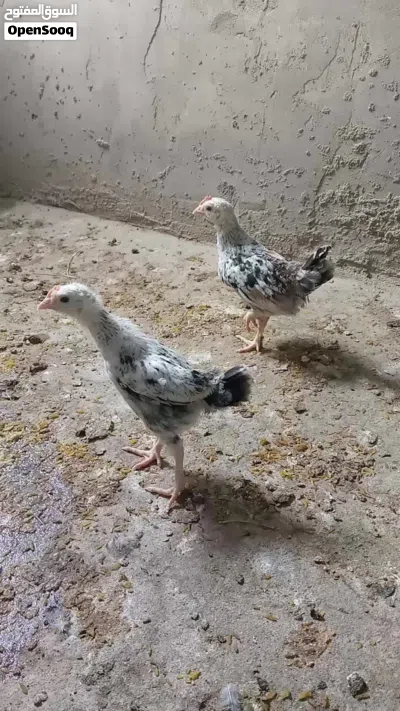 مخاليف دندراوي هذا ابوهن مو للبيع 3