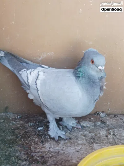 حمام زينة نثاية 2