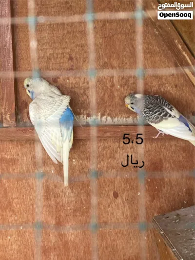 طيور للبيع نوع روز 2
