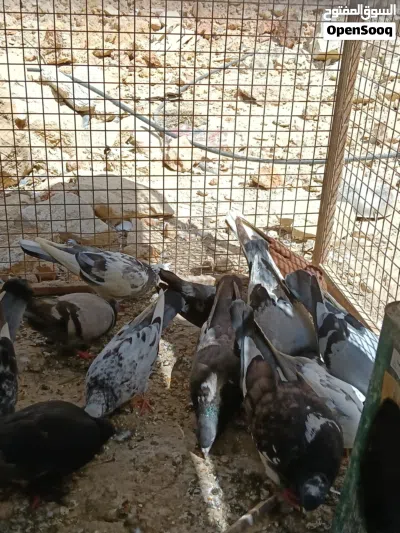 حمام للبيع 2
