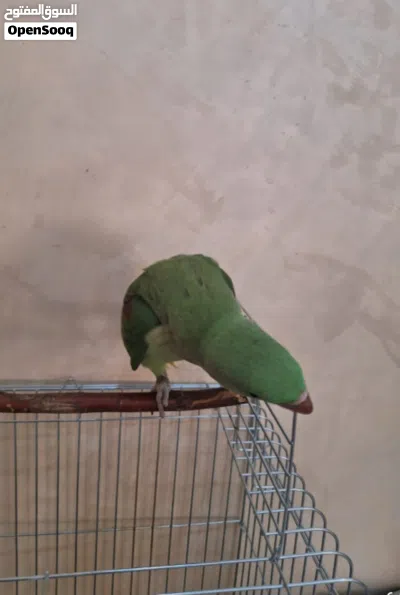 كساندرا اليف جدا جدا 3