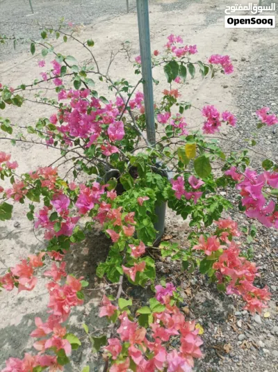 العشب الطبيعي الجوده العاليه 4