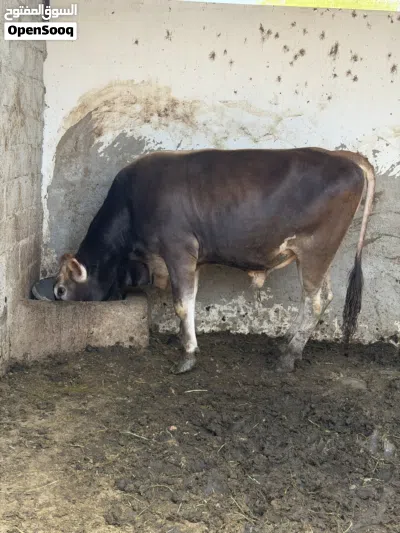 ثور جيرسي اجم 4