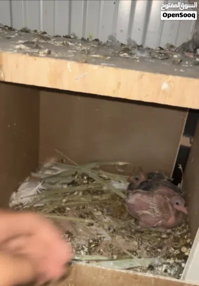 للبيع ازواج حب رمان 3