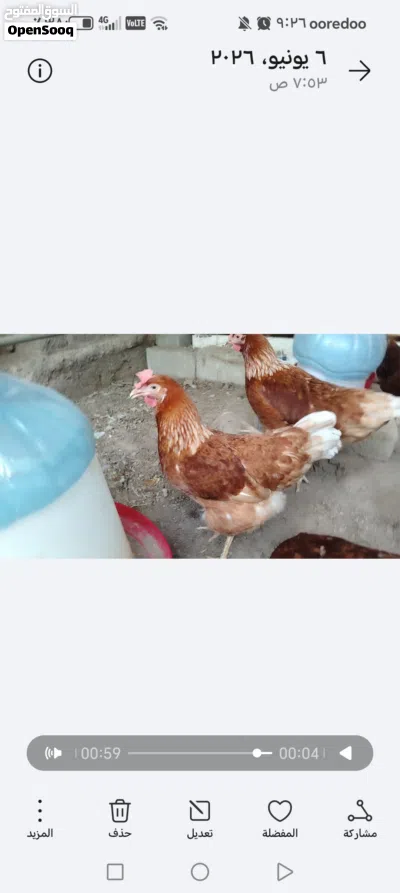 للبيع دجاح الوهمان الأصلي 3