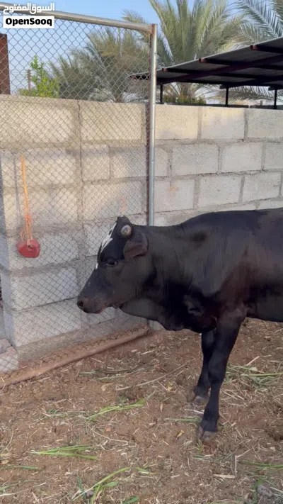 عجل ظفاري 3