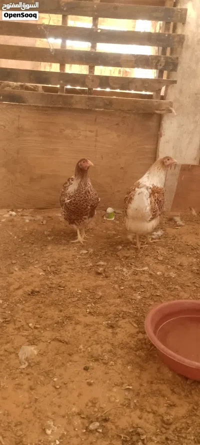 ون دوت للبيع 2