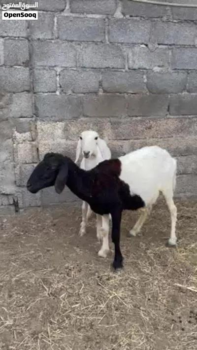 جاعده كشميري وحملة أقراء الوصف 4