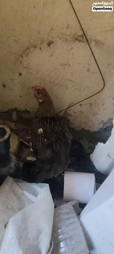 دجاج 60 الف 2