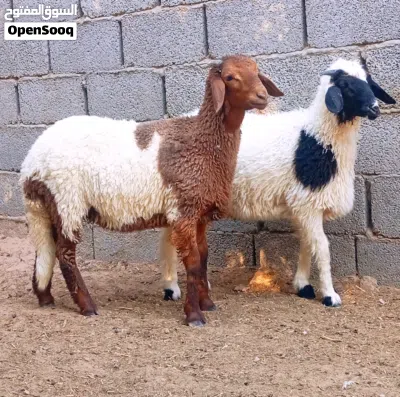 2حوليات قرن تبارك الرحمن 3