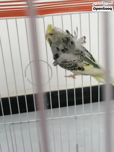 طيور حب نثية هاجرمو شكري برصاصي 3