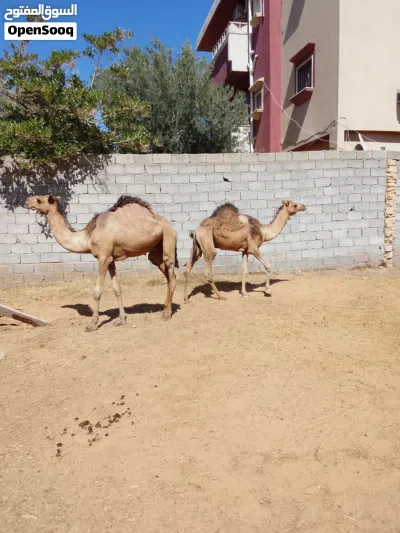 قعدان للبيع البيفي 3