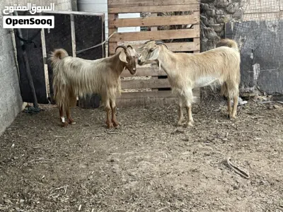 للبيع غنم من حلال الجواميد تابع الوصف 2