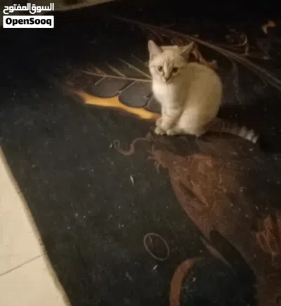 undefined 4