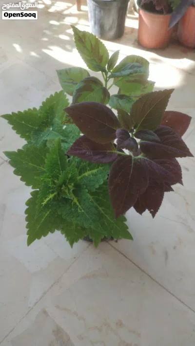 نباتات داخلية وخارجية وصباريات وعصاريات 4