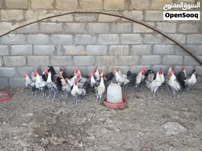 ديكه الفيومي للبيع 2