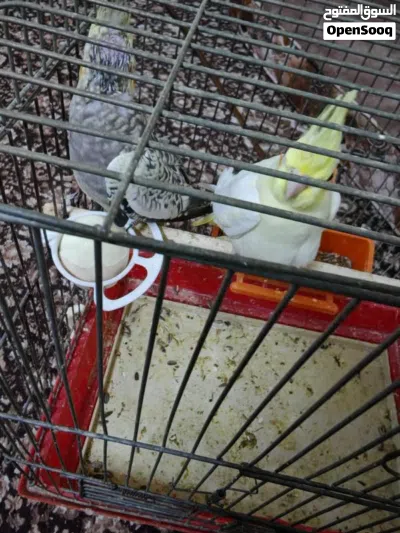 للبيع أنثى عدد 2كوكتيل إيزابيل وحبه صفرا العمر: شهرين متوفر أنثى جاهز بسعر 20 دي 2