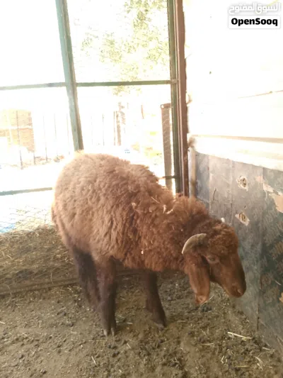 بسم الله ماشالله خروف ظهره مسكره صحه ونظافه 3