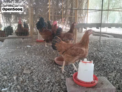 طقم دجاج فرنسي بيور بعمر عشر شهور جاهز 3