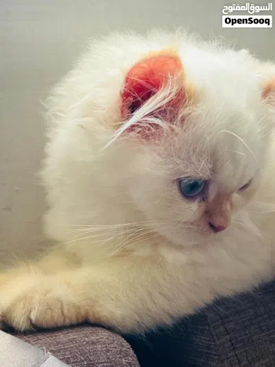 Female Himalayan Doll Face Cat for sale 2