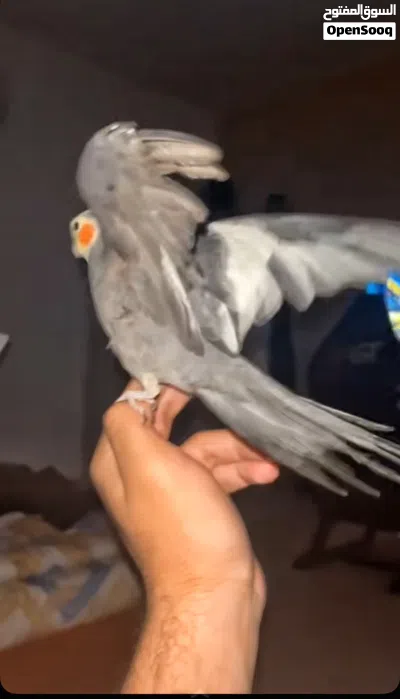 كوكتيل مروض اليف 2