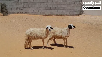 2فطايم وطنيات خوات توميات مشالله ناشطات وسليمات عمرهم ف 5شهور متع تربيه ربي يبارك..... 4